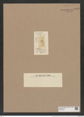 Craspedodiscus discoplea Ehr. (de-Toni-Nr.: Genus 201, Species 4843) Zeichnungen Sammlung Grunow Nr. 8503 (NHMW-BOT-W0377978)